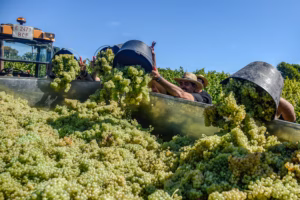 In Spain, Cava is more about technique than a sense of place