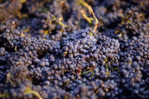 Is New Zealand becoming the next pinot noir capital?