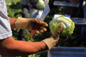 Taylor Farms expands iceberg lettuce recall to 27 states, including Pa. and N.J.