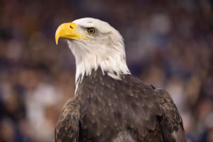 Independence (the eagle) is coming to Philadelphia