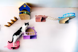 Collingswood’s first cat cafe | Inquirer South Jersey