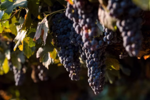 How Washington state beats California when it comes to merlot