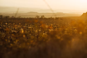 Spain’s most famous wine region is mixing it up with this native grape