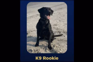 Camden man is arrested after a K-9 dog finds a phone allegedly used to solicit nude images from 7-year-old girl