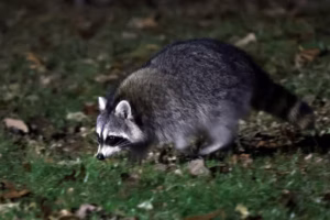 Officials advise caution after report of a rabid raccoon that attacked a man in South Jersey