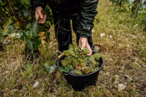 Looking for affordable wines with big flavors? Buy from Chile