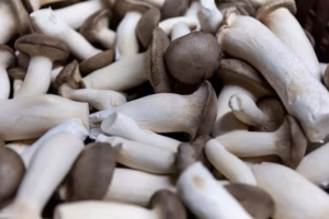 🍄‍🟫 The fight over fungi | Morning Newsletter