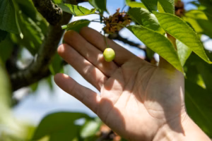 A new $10 million fund is a ‘first step’ toward recovery for Pa. farmers after a disastrous April freeze