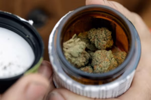 Employers are grappling with their cannabis policies | Expert opinion
